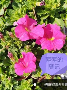 萍萍生活日记 萍萍生活日记