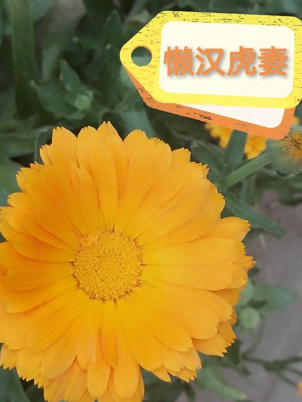 懒汉最后的结果是什么 懒汉最后的结果是什么