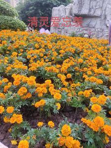 羡忘lofter清欢 羡忘lofter清欢